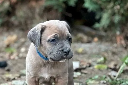 Cane Corso szczenieta rodowodowe błekitne i płowe, Lubelskie, Bychawa