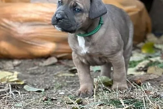 Cane Corso szczenieta rodowodowe błekitne i płowe, Lubelskie, Bychawa