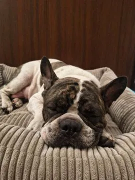 Bella - psie serduszko na czterech łapkach  Bella ma około 5 lat. 5 lat życia, w których zaznała wsz, , Warszawa