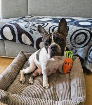 Bella - psie serduszko na czterech łapkach  Bella ma około 5 lat. 5 lat życia, w których zaznała wsz, , Warszawa