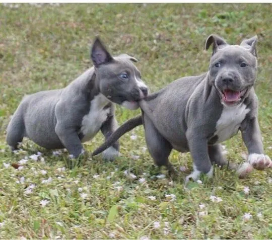 Najlepszym pet rodzina (pitbull) szuka nowego domu email..{{emanuellepatricia71@gmail.com
