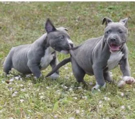 Najlepszym pet rodzina (pitbull) szuka nowego domu email..{{emanuellepatricia71@gmail.com
