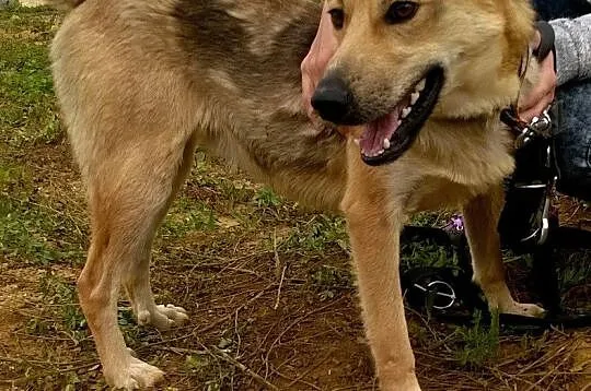 Roczny BUGI szuka kochającego, odpowiedzialnego do