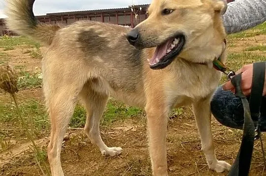 Roczny BUGI szuka kochającego, odpowiedzialnego do