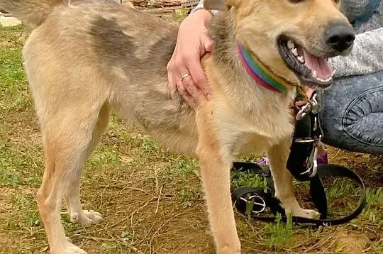 Roczny BUGI szuka kochającego, odpowiedzialnego do