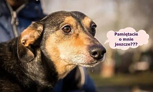 Kuba z niedowładem tylnych łapek też szuka domu &a