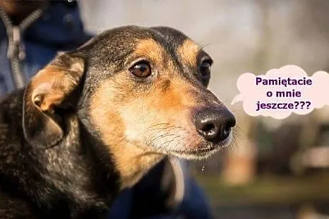 Kuba z niedowładem tylnych łapek też szuka domu &a