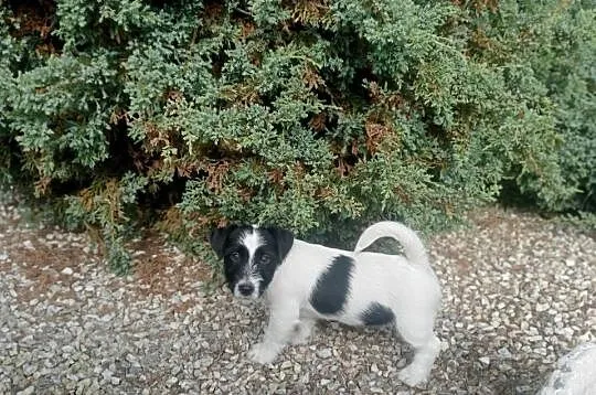 Piesek JRT, ZKWP Wrocław