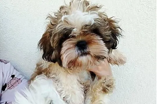 Szczenięta Shih Tzu Tricolor