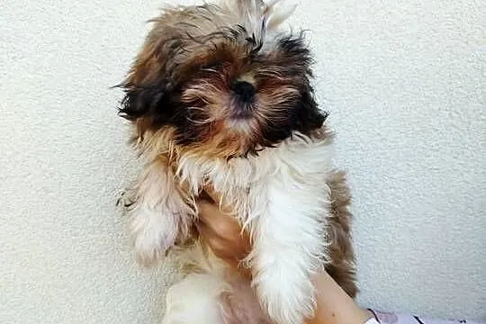 Szczenięta Shih Tzu Tricolor, Mazowieckie, Radom