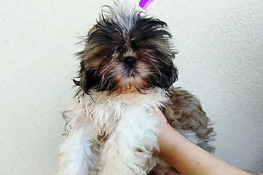 Szczenięta Shih Tzu Tricolor, Mazowieckie, Radom