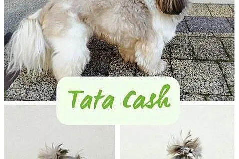 Szczenięta Shih Tzu Tricolor, Mazowieckie, Radom