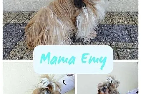 Szczenięta Shih Tzu Tricolor, Mazowieckie, Radom