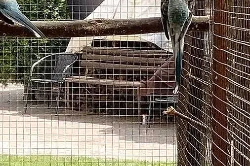 Papugi para, Pomorskie, Kościerzyna
