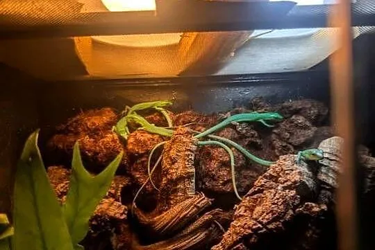 Gastropholis prasina jaszczurka szmaragdową, Warmińsko-mazurskie, Olsztyn