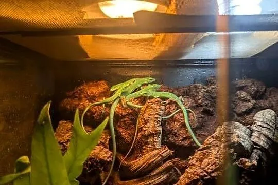 Gastropholis prasina jaszczurka szmaragdową, Warmińsko-mazurskie, Olsztyn