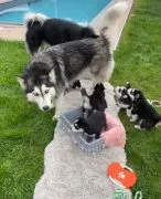 szczenieta husky   Husky   Szczenieta Siberian Husky