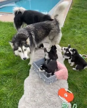 szczenieta husky   Husky   Szczenieta Siberian Husky