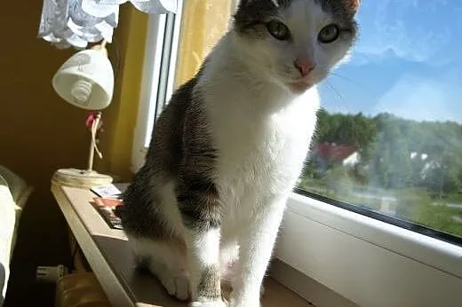 Grafka takie cudo do adopcji,  śląskie Gliwice