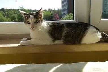 Grafka takie cudo do adopcji,  śląskie Gliwice