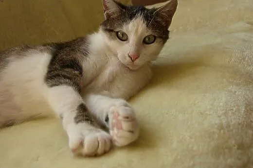 Grafka takie cudo do adopcji,  śląskie Gliwice
