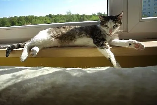 Grafka takie cudo do adopcji,  śląskie Gliwice