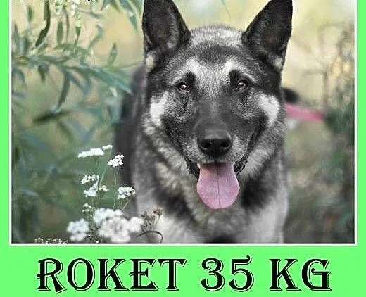 35kg,owczarek niem mix,spokojny,łagodny,zrównoważo