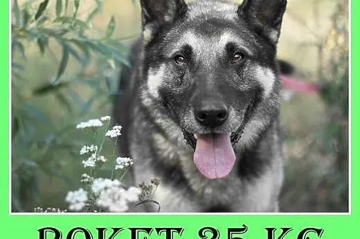 35kg,owczarek niem mix,spokojny,łagodny,zrównoważo