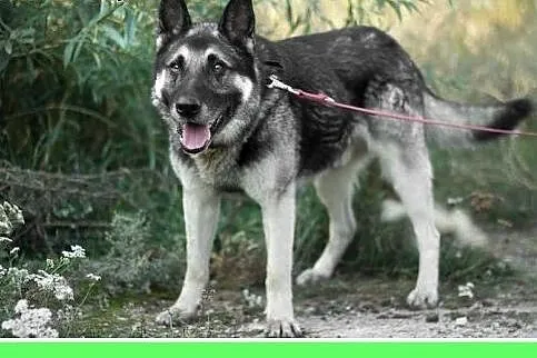 35kg,owczarek niem mix,spokojny,łagodny,zrównoważo