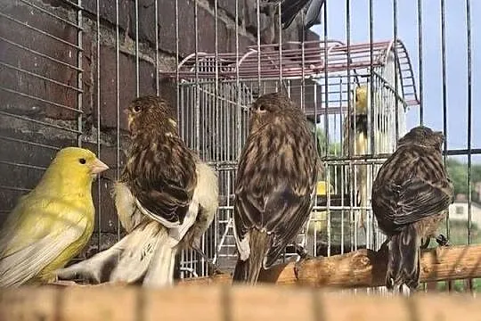 Kanarki portugalskie, Śląskie, Rybnik