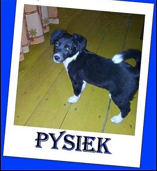 2,5 miesięczny szczeniak Pysiek .ADOPCJA !, małop