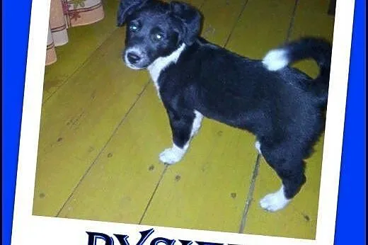 2,5 miesięczny szczeniak Pysiek .ADOPCJA !, małopolskie Kraków