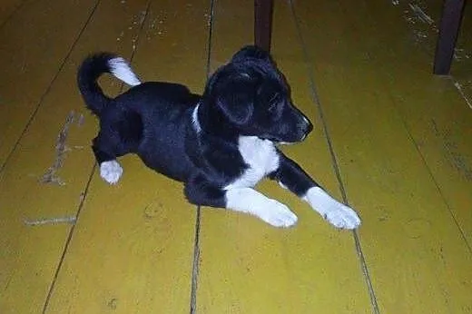2,5 miesięczny szczeniak Pysiek .ADOPCJA !,  małop