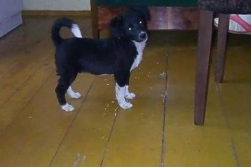 2,5 miesięczny szczeniak Pysiek .ADOPCJA !,  małop