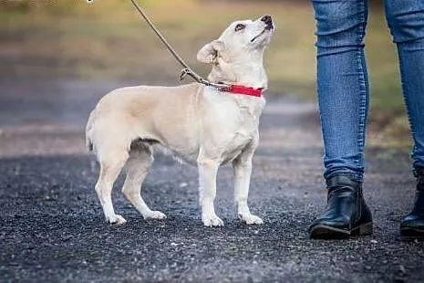 Malutka, delikatna Dumka, łagodna biszkoptowa pięk