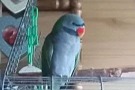 Sprzedam papuge