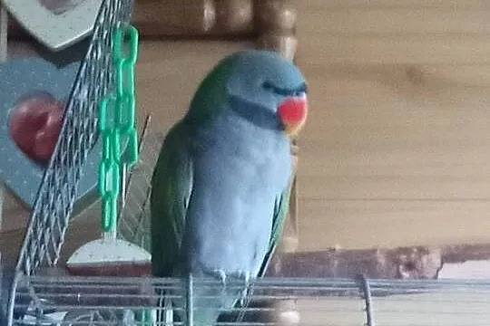 Sprzedam papuge