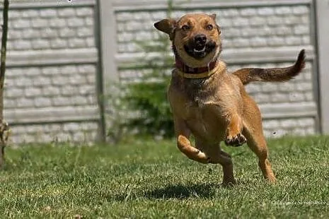 Młody i uroczy psiak Ciastek do adopcji! ,  mazowieckie Warszawa
