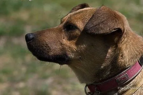 Młody i uroczy psiak Ciastek do adopcji! ,  mazowi