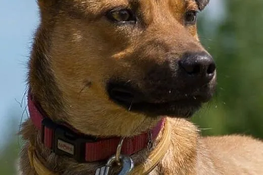 Młody i uroczy psiak Ciastek do adopcji! ,  mazowi