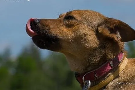 Młody i uroczy psiak Ciastek do adopcji! ,  mazowi