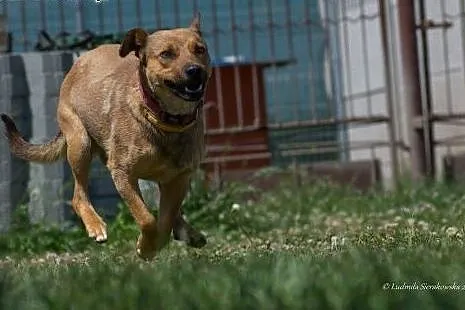 Młody i uroczy psiak Ciastek do adopcji! ,  mazowi