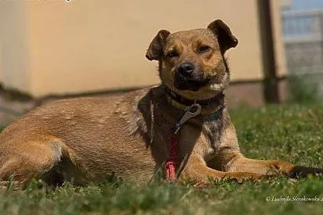 Młody i uroczy psiak Ciastek do adopcji! ,  mazowi