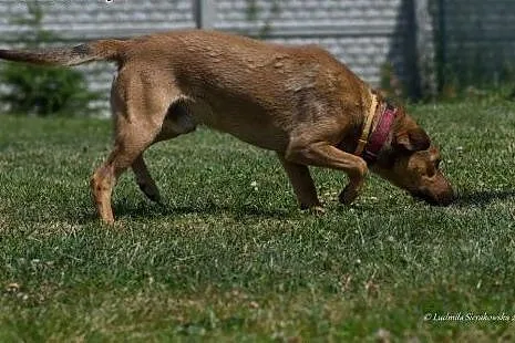 Młody i uroczy psiak Ciastek do adopcji! ,  mazowi