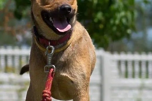 Młody i uroczy psiak Ciastek do adopcji! ,  mazowi