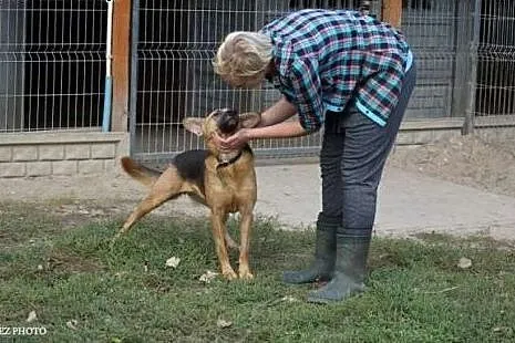 Róza w typie owczarka  aktualne,  Owczarek niemiec