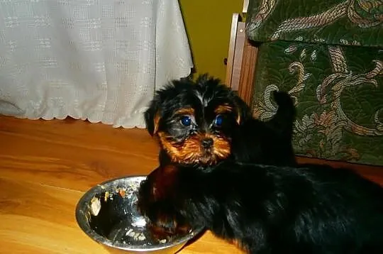 Yorki, york, szczenięta, wielkopolska