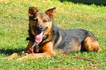 MISIEK - fajny, 3 letni psiak uratowany z łańcucha do adopcji,  mazowieckie Warszawa
