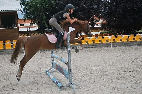 Kuc sportowy, Wielkopolskie, Śrem