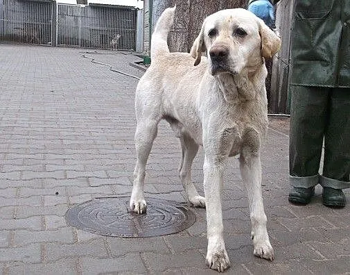 Bingo-labrador szuka domu